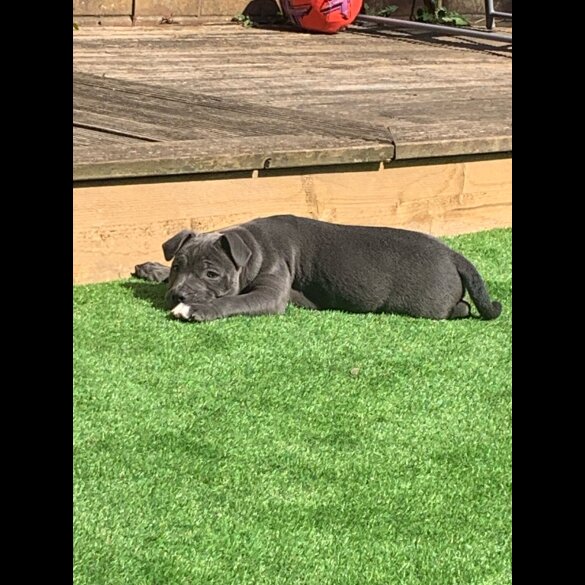 Staffordshire Bull Terrier - Both