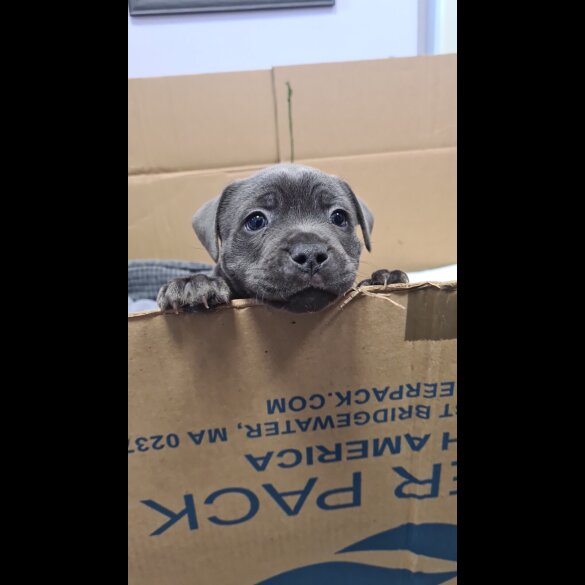 Staffordshire Bull Terrier - Both