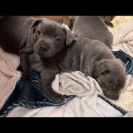 Staffordshire Bull Terrier - Both