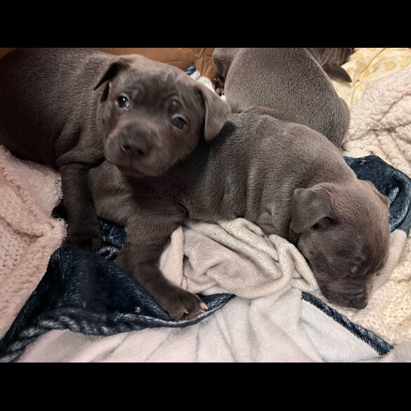 Staffordshire Bull Terrier - Both