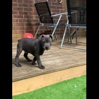 Staffordshire Bull Terrier - Both