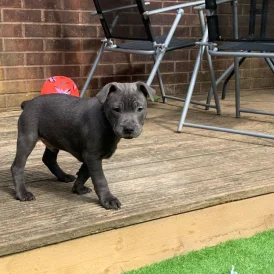 Staffordshire Bull Terrier - Both