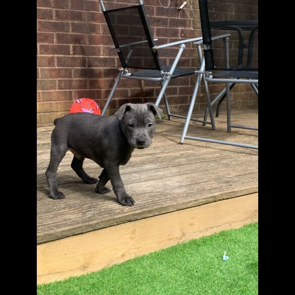 Staffordshire Bull Terrier - Both