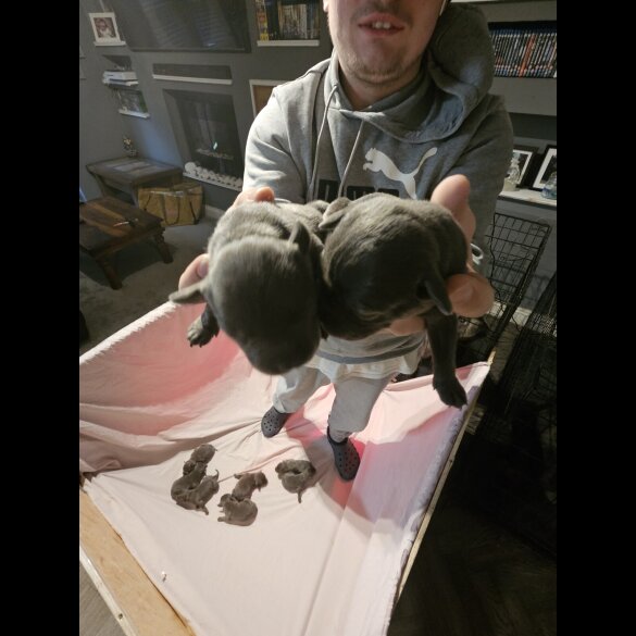 Staffordshire Bull Terrier - Both
