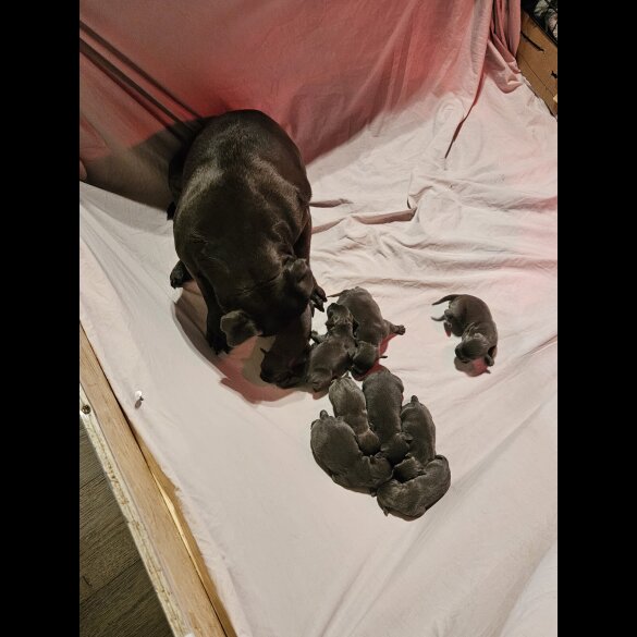 Staffordshire Bull Terrier - Both