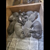 Staffordshire Bull Terrier - Both