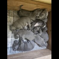 Staffordshire Bull Terrier - Both