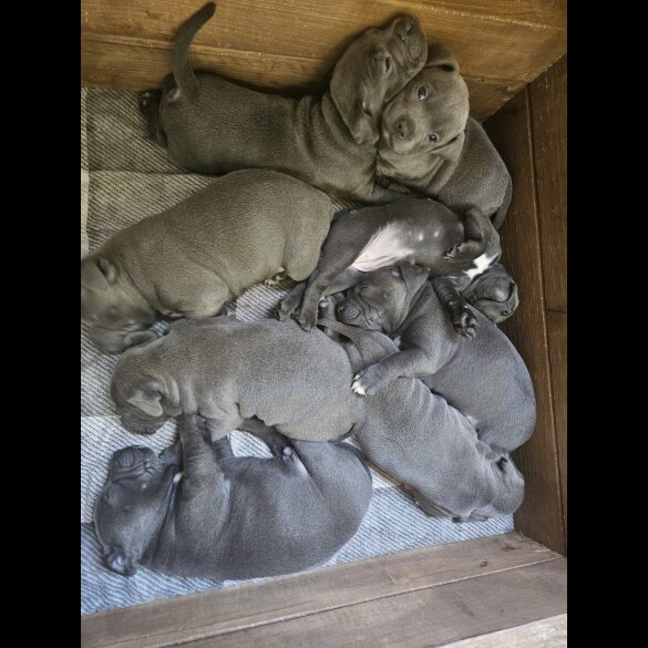 Staffordshire Bull Terrier - Both