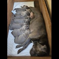 Staffordshire Bull Terrier - Both