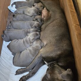 Staffordshire Bull Terrier - Both