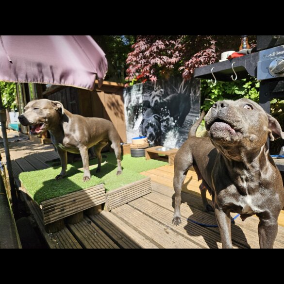Staffordshire Bull Terrier - Both