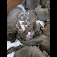 Staffordshire Bull Terrier - Both