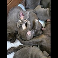 Staffordshire Bull Terrier - Both