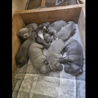 Staffordshire Bull Terrier - Both