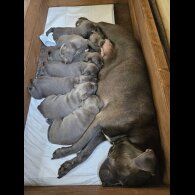Staffordshire Bull Terrier - Both