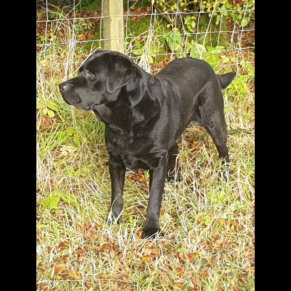 Labrador Retriever - Both