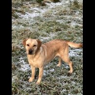 Labrador Retriever - Both