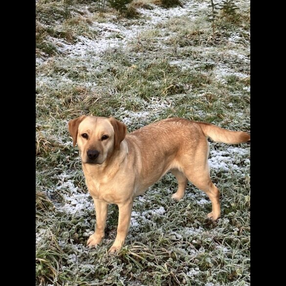Labrador Retriever - Both