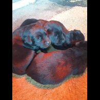 Labrador Retriever - Both