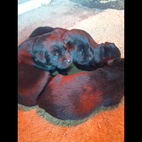 Labrador Retriever - Both