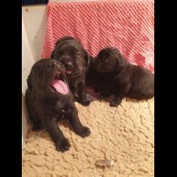 Labrador Retriever - Both