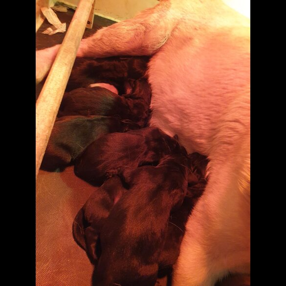 Labrador Retriever - Both