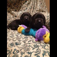 Labrador Retriever - Both