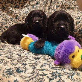 Labrador Retriever - Both