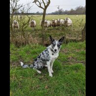 Border Collie - Both