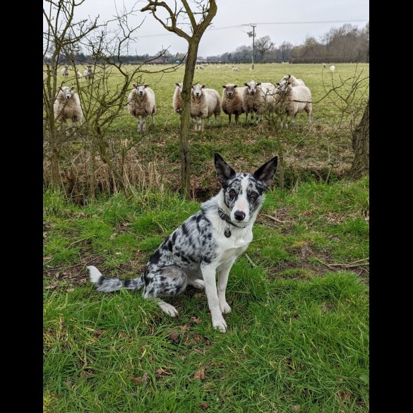 Border Collie - Both