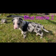 Border Collie - Both