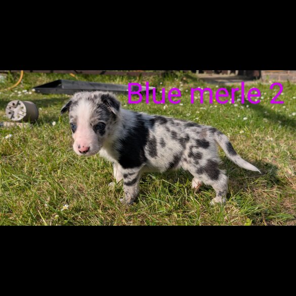 Border Collie - Both