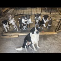Border Collie - Both
