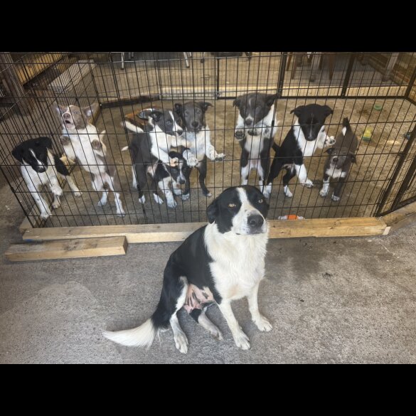 Border Collie - Both