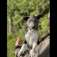 Border Collie - Both