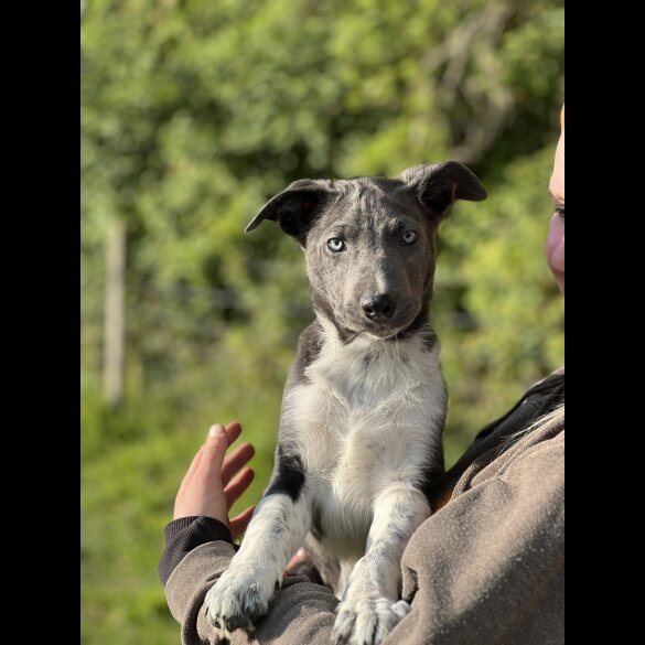 Border Collie - Both