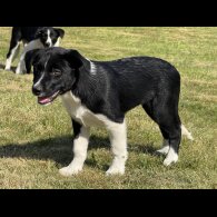 Border Collie - Both