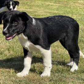 Border Collie - Both