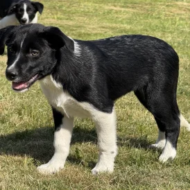 Border Collie - Both