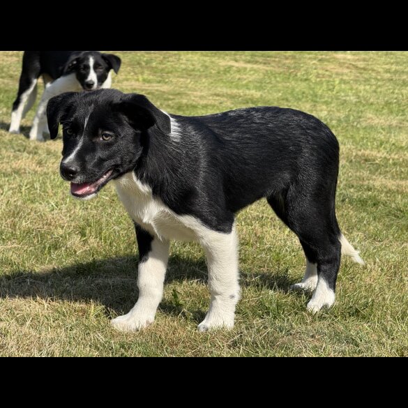 Border Collie - Both