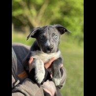 Border Collie - Both