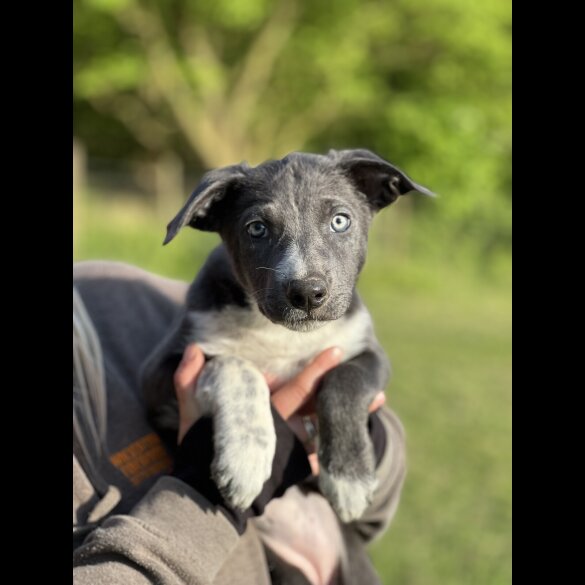 Border Collie - Both