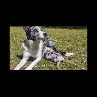 Border Collie - Both