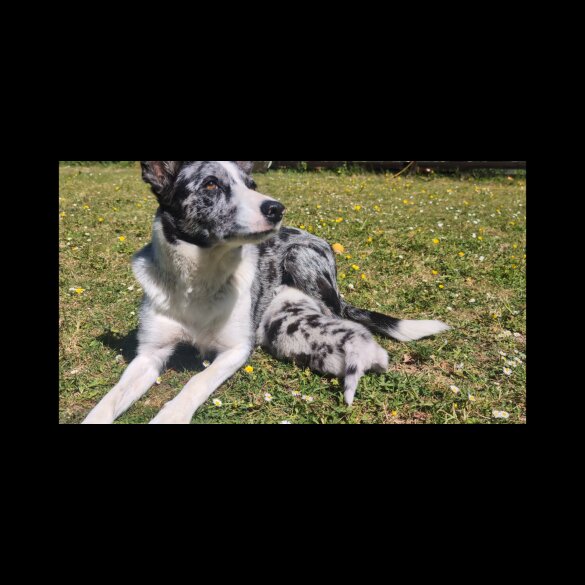 Border Collie - Both