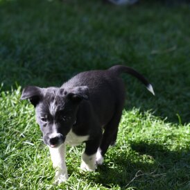 Border Collie - Both
