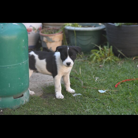 Border Collie - Both