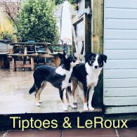 Border Collie - Both