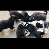 Border Collie - Both