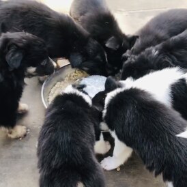 Border Collie - Both
