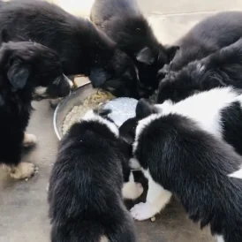 Border Collie - Both